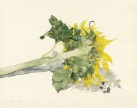 Sonnenblume, 2009, Aquarell und Graphit auf Hadern