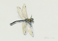 Libelle, 2011, Aquarell und Graphit auf Hadern