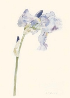 Irisblüte, 2005, Aquarell und Graphit auf Hadern